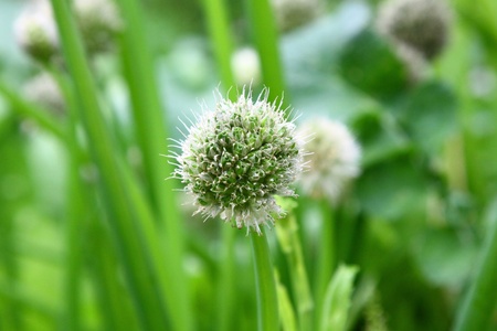 Onion flowersの写真素材