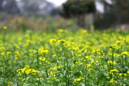 Rape flowers backgroundの写真素材