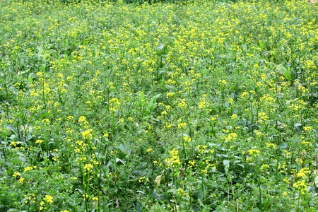 Rape flowers backgroundの写真素材