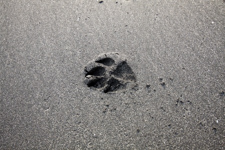 Dog foot print on sandの写真素材