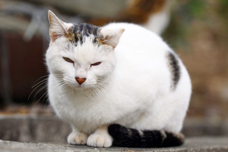 A cat in close-up shotの写真素材