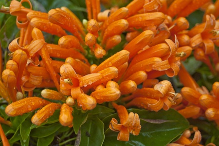 Chinese New Year Flowers with droplets in springの写真素材