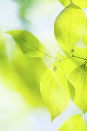 Green leaves under sun backgroundの写真素材