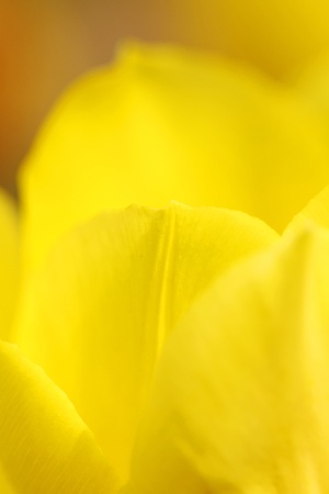Yellow tulip, close-up.の写真素材