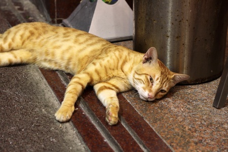 Cat lying on the groundの写真素材