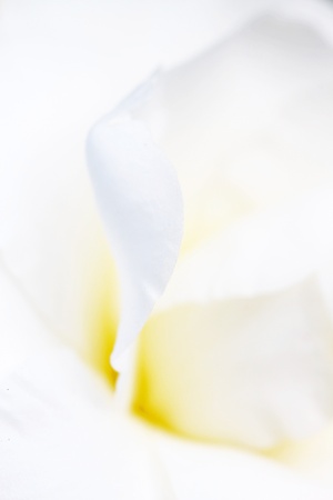 White petals backgroundの写真素材