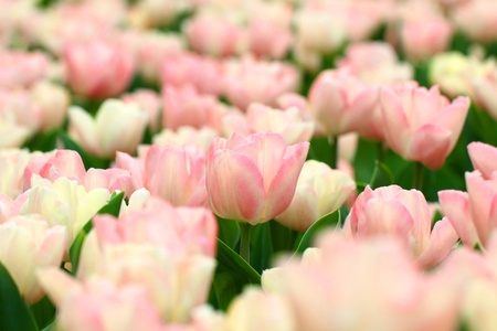 Pink tulips backgroundの写真素材