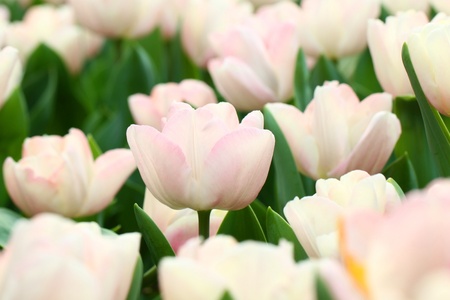 Pink tulips backgroundの写真素材