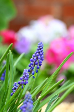 Grape hyacinth macro shotの写真素材