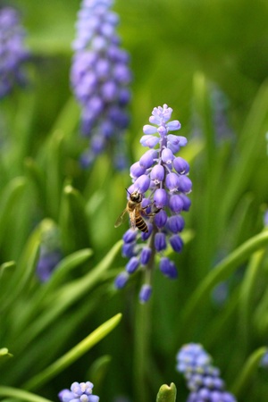 Grape hyacinth with bee in springの写真素材