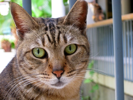 Cat, close-up shot.の写真素材