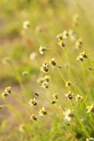 Spring flowers backgroundの写真素材