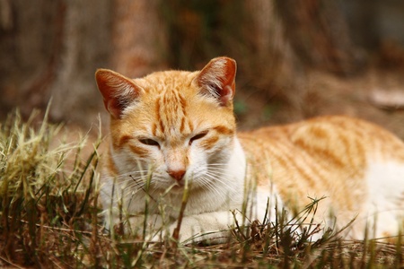 It is very sleep and lying on the grasses in winter time.の写真素材