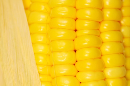 Corn close-up shotの写真素材