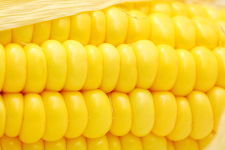 Corn close-up shot