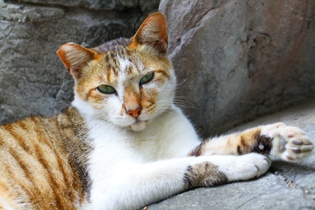 Cat in close-up shotの写真素材