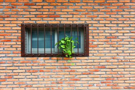 Vintage wall and windows with plantsの写真素材