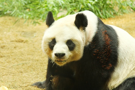 Giant panda bear の写真素材