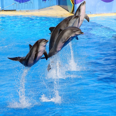 Dolphins jumping high from blue waterのeditorial素材