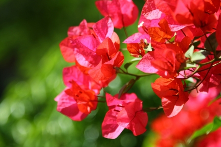 Azalea under sunshineの写真素材