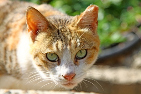 A cat under sunshineの写真素材