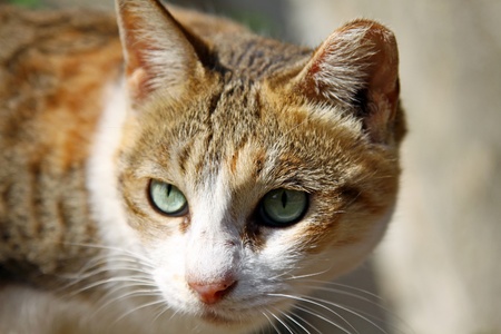 A cat under sunshineの写真素材