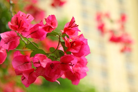 Azalea in pink colorの写真素材