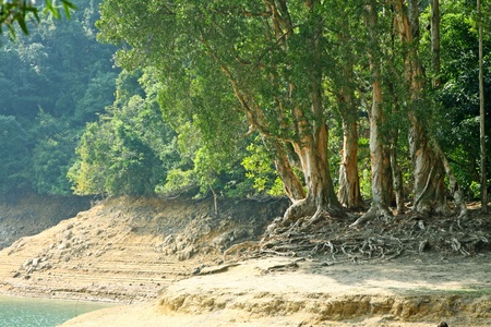 Trees in waterの写真素材