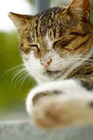 Sleeping catの写真素材