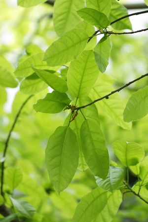 Leaves backgroundの写真素材