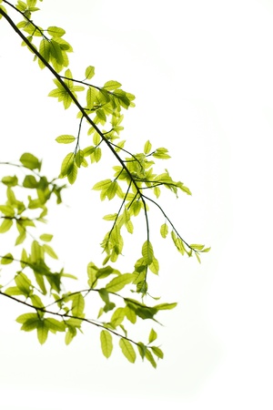 Green leaves backgroundの写真素材