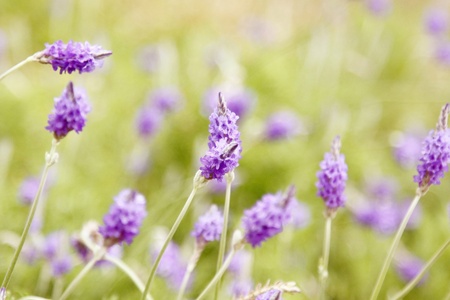 Purple flowers on the grassesの写真素材