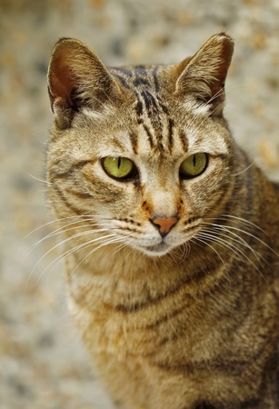 A cat close-up.の写真素材