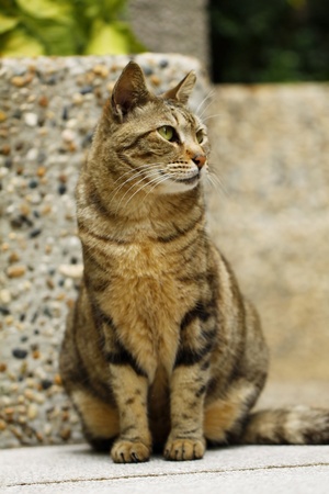 A cat with sharp eyesightの写真素材