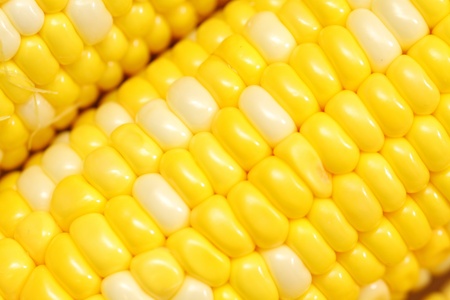 Corn close-up.の写真素材