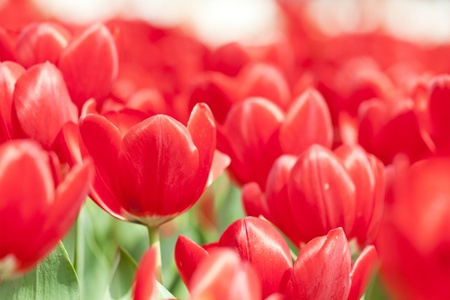 Tulip flowers in spring の写真素材