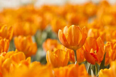 Orange tulip in springの写真素材