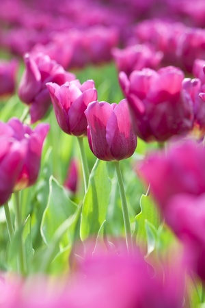 Pink tulip in spring timeの写真素材