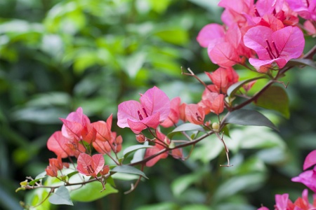 Azelea flowers backgroundの写真素材