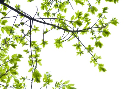 Green leaves isolated on white backgroundの写真素材