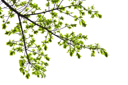 Fresh spring leaves isolated on white backgroundの写真素材