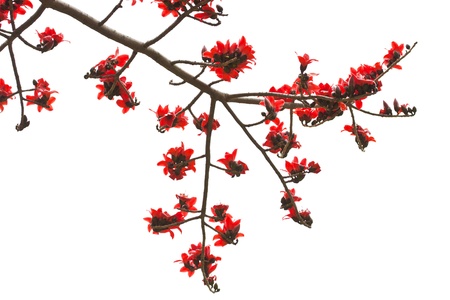 Cotton flowers isolated on white backgroundの写真素材