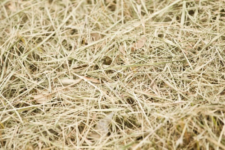 Weed texture on floorの写真素材