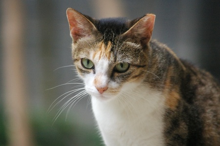 Cat with sharp eyesightの写真素材