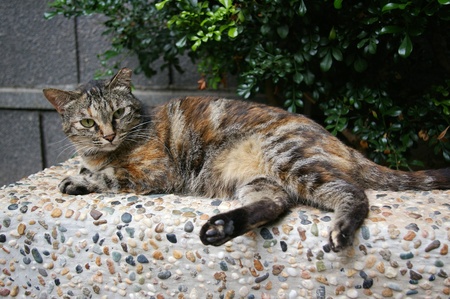 A cat shotの写真素材