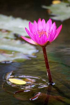 Lotus in the pondの写真素材