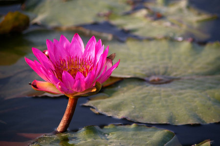 Lotus flowers in pondの写真素材