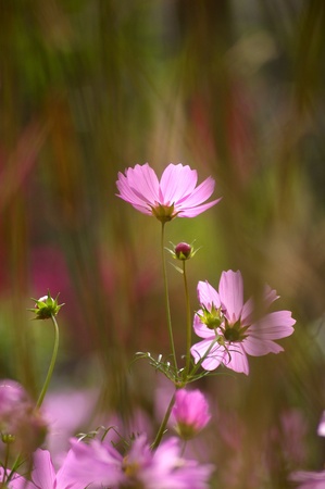 Pink flowers backgroundの写真素材