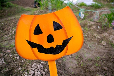 Pumpkin signの写真素材