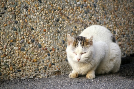 Sleepy catの写真素材